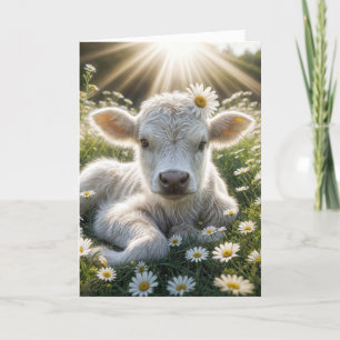 White Scottish Highland Calf Birthday Card