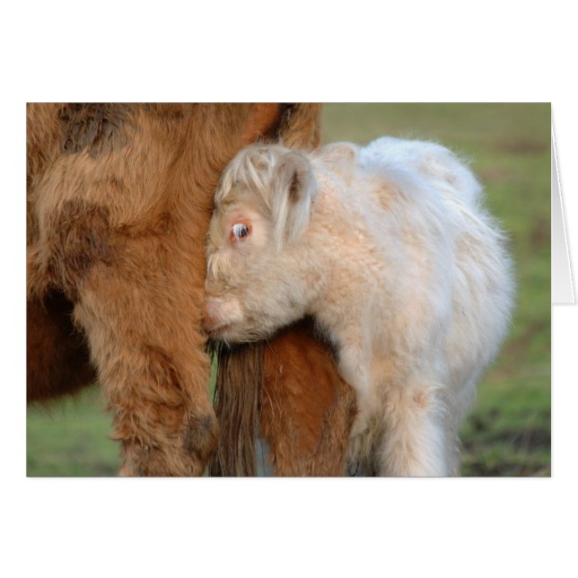 White Scottish Highland Calf Nudges His Mother (Front Horizontal)