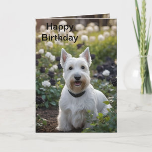 White Scottish Terrier In Black White Roses, Bday Card