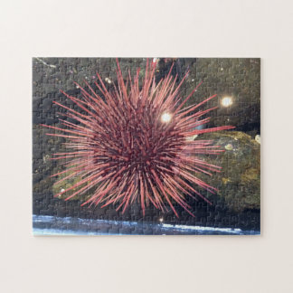 White Sea Urchin 252 piece puzzle