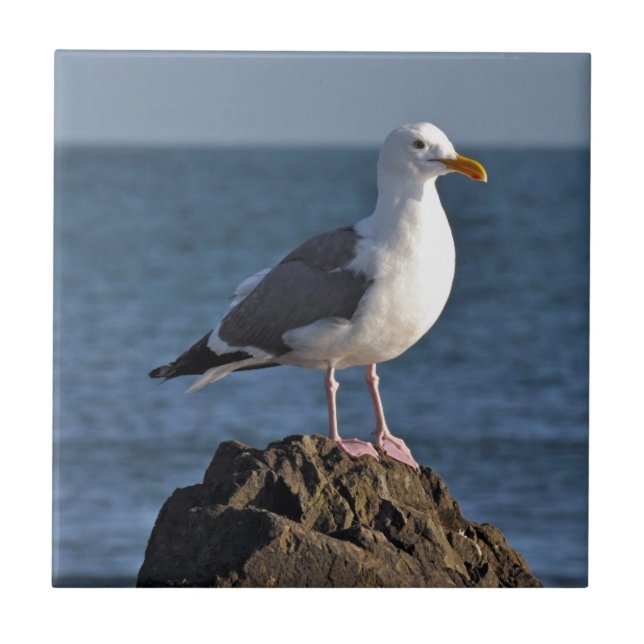 White seagull and ocean ceramic tile (Front)