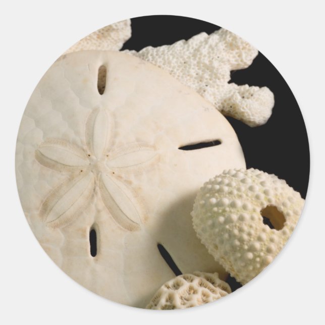 White Seashells And Sand Dollar Classic Round Sticker (Front)