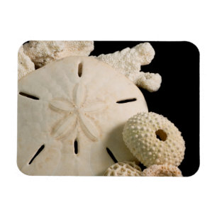 White Seashells And Sand Dollar Magnet