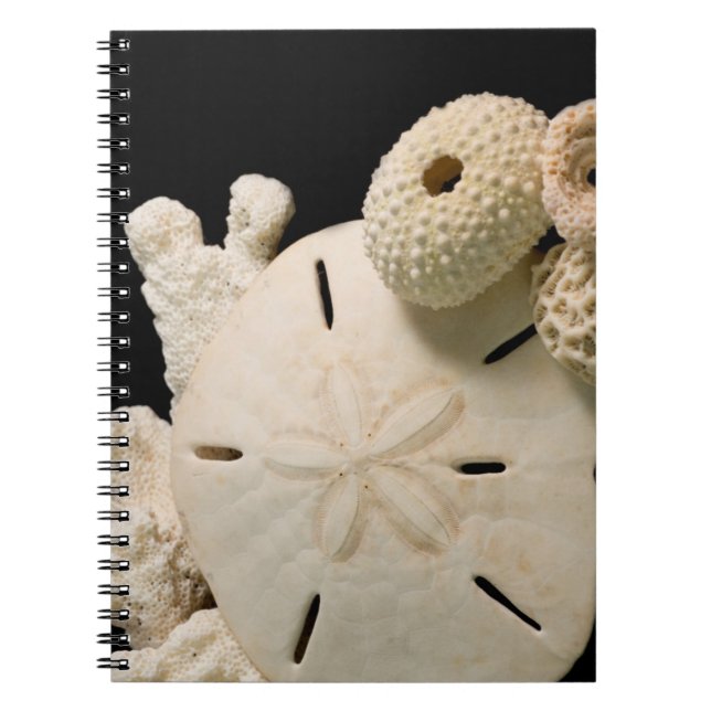 White Seashells And Sand Dollar Notebook (Front)