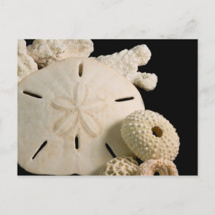 White Seashells And Sand Dollar Postcard