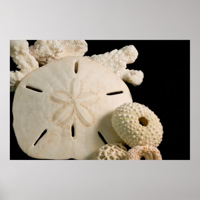 White Seashells And Sand Dollar Poster (Front)