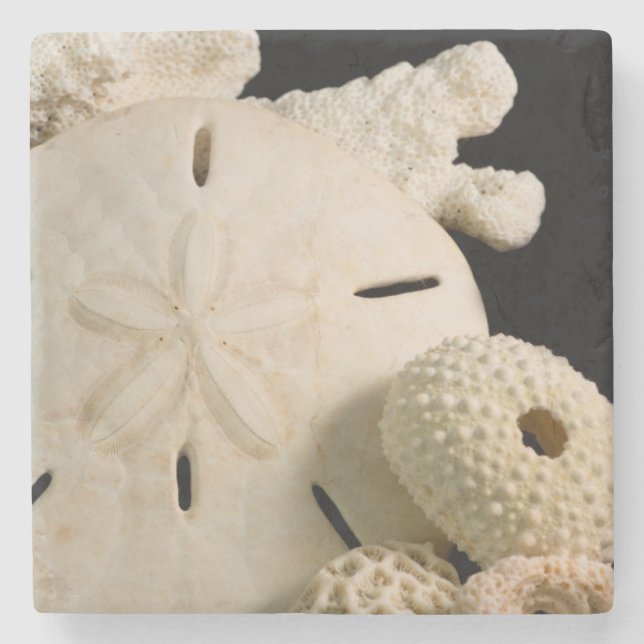 White Seashells And Sand Dollar Stone Coaster (Front)