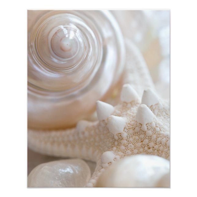 White Seashells Starfish Tropical Beach Sea Shells Photo Print (Front)