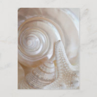 White Seashells Starfish Tropical Beach Sea Shells