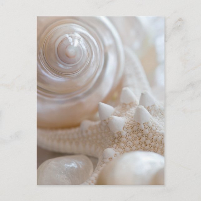White Seashells Starfish Tropical Beach Sea Shells Postcard (Front)