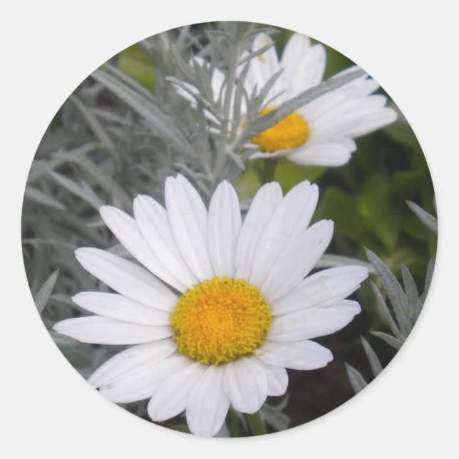 White Shasta Daises (w/Gold) Stickers (Front)