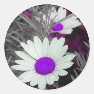 White Shasta Daisies (w/Purple) Stickers