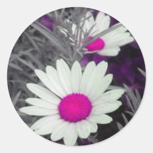 White Shasta Daisy (w/Pink) Stickers