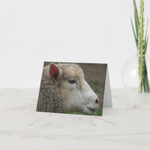 White Sheep note card