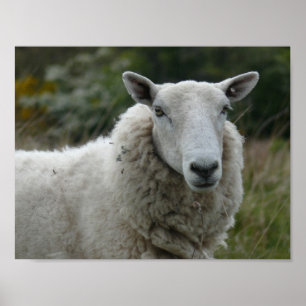 White Sheep Poster
