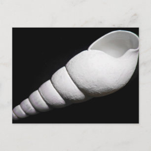 White Shell Of A Snail Postcard