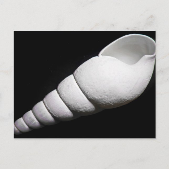 White Shell Of A Snail Postcard (Front)