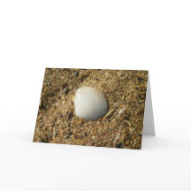 White Shell on the Beach