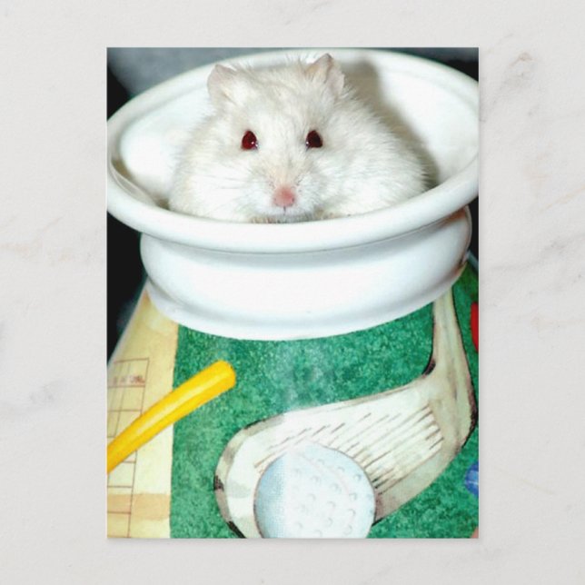 White Shelter Hamster Postcards (Front)