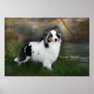 White sheltie poster
