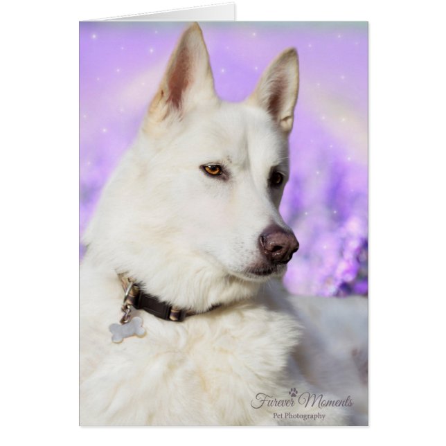 White Shepherd Dog (Front)