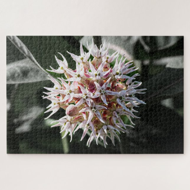 White Showy Milkweed – Nature Photography Jigsaw Puzzle (Horizontal)