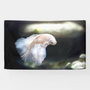 White Siamese Fighting Fish Banner