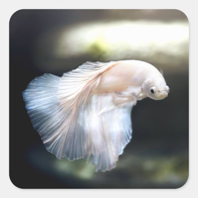 White Siamese Fighting Fish Square Sticker (Front)