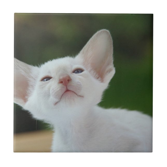 White Siamese kitten Ceramic Tile (Front)