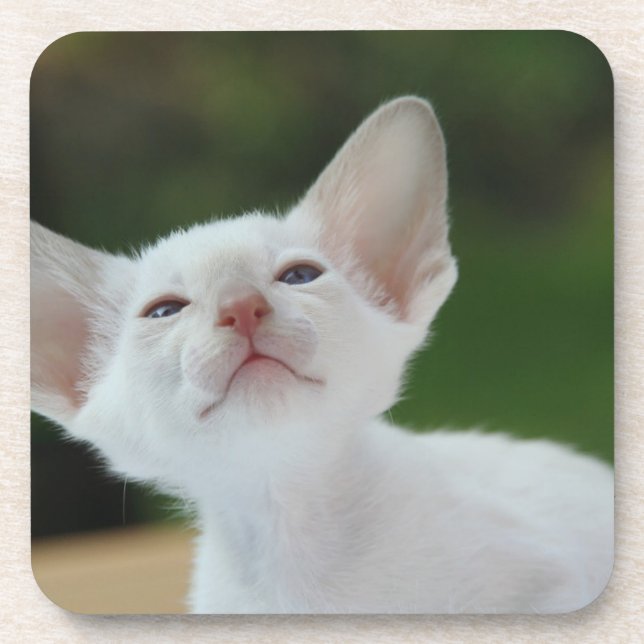 White Siamese kitten Coaster (Front)
