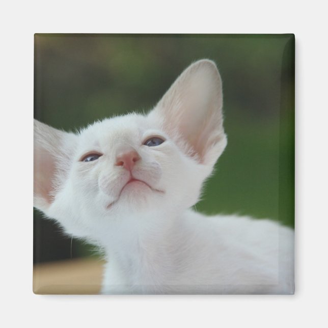 White Siamese Kitten Magnet (Front)