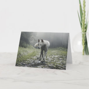 White Siberian Husky Greeting Card