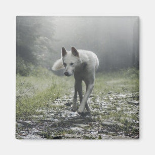 White Siberian Husky Magnet