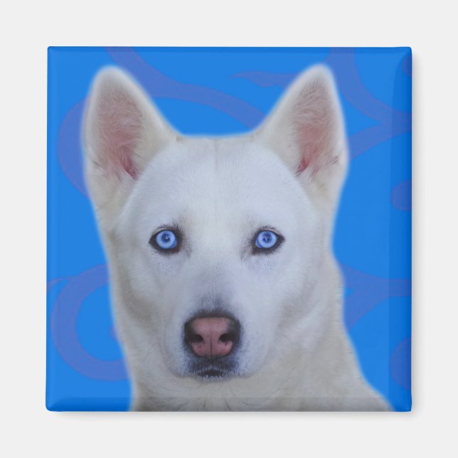 White Siberian Husky Magnet (Front)
