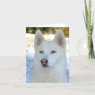 White Siberian Husky notecard or greeting card