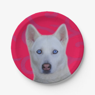 White Siberian Husky Paper Plate
