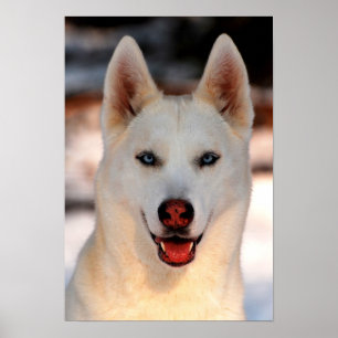 White Siberian Husky  Photo Poster