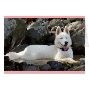 White Siberian Husky Puppy Dog Blank