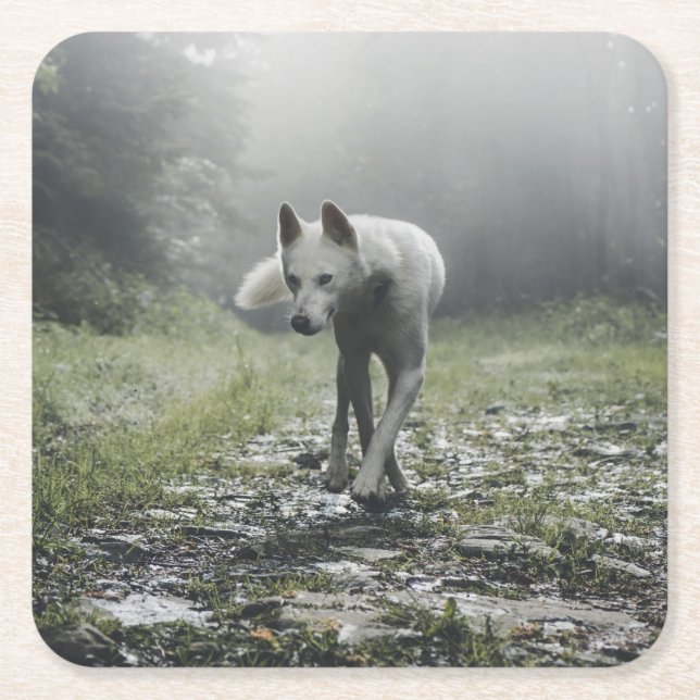 White Siberian Husky Square Paper Coaster (Front)