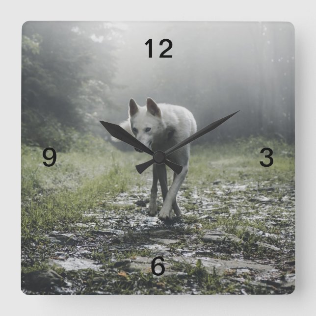 White Siberian Husky Square Wall Clock (Front)