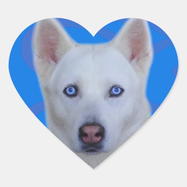White Siberian Husky Sticker (Blue background) (Front)