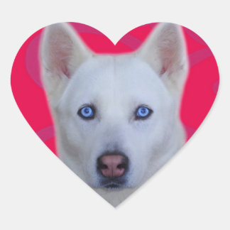 White Siberian Husky Sticker (Pink background)