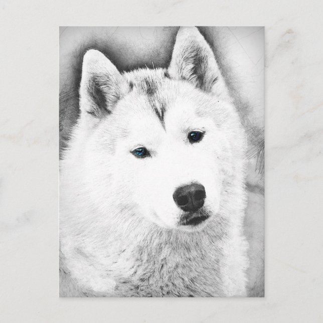 White Siberian Husky w/ Blue Eyes Fine Art Sketch Postcard (Front)