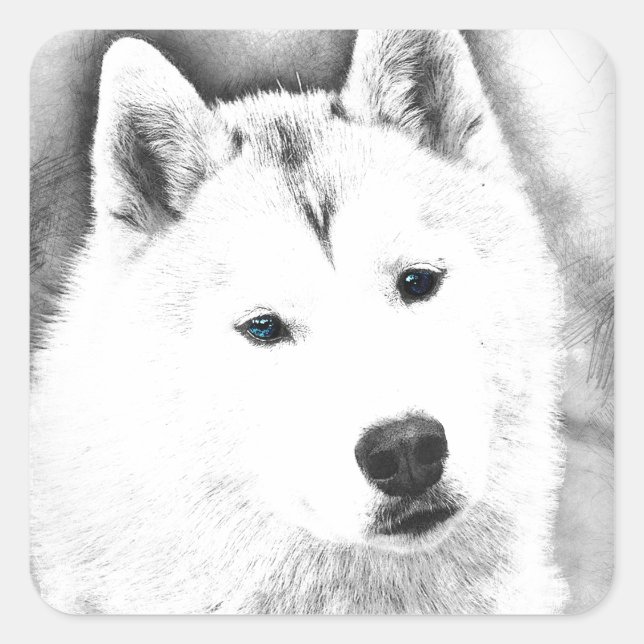 White Siberian Husky w/ Blue Eyes Fine Art Sketch Square Sticker (Front)