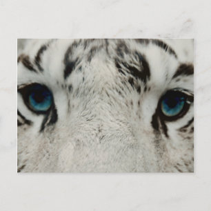 White Siberian Tiger Postcard