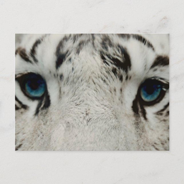 White Siberian Tiger Postcard (Front)