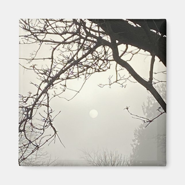White Sky And Sun Dramatically Framed By Trees  Magnet (Front)