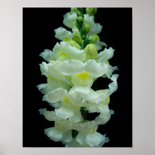White Snapdragon Poster