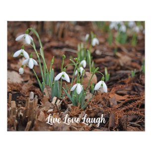 White Snow Drop Celebration Of Life Photo Print