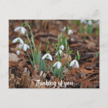 White Snow Drop Celebration Thinking of You